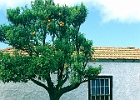 Haus in Puntagorda : Orangenbaum, Haus
